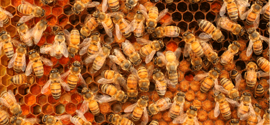 bees making honey