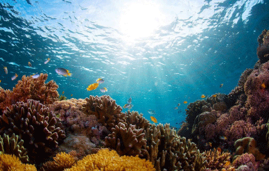 underwater ocean view