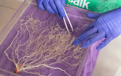 Researcher arranging harvested root system