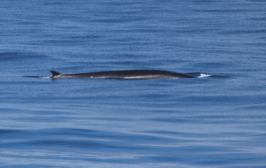 whale fin breaching ocean surface